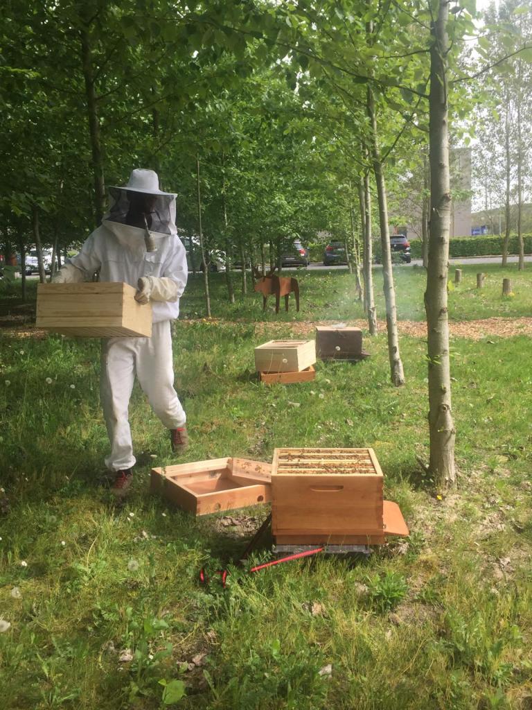 imker aan het werk